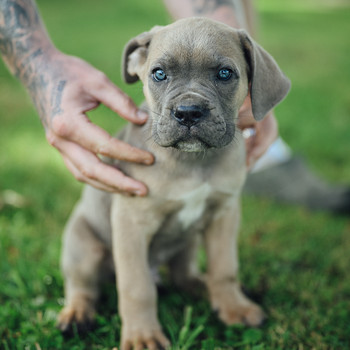 Cane Corso kutsikad