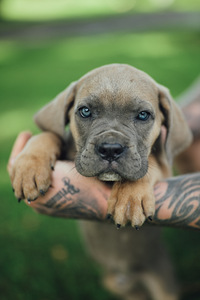 Щенки Cane Corso (2 фото из 3)