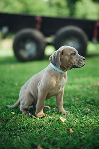 Щенки Cane Corso (3 фото из 3)