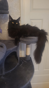 Maine Coon (1 foto / 9)