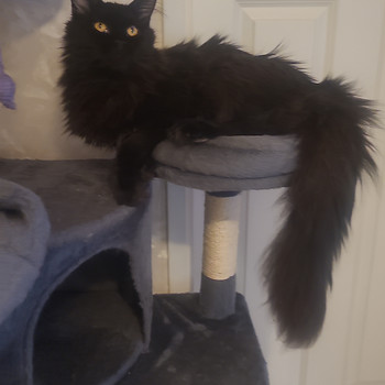 Maine Coon
