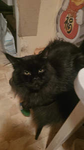 Maine Coon (5 foto / 9)