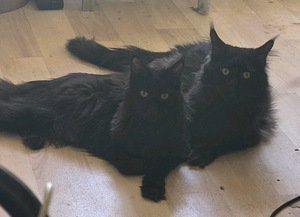 Maine Coon (9 foto / 9)