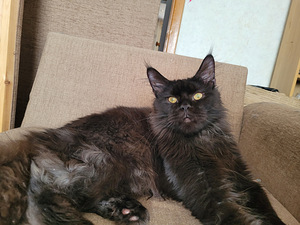 Maine Coon (7 foto / 9)