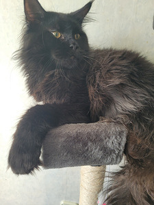 Maine Coon (2 foto / 9)