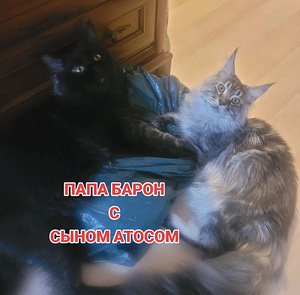 Maine Coon (8 foto / 9)