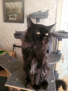Maine Coon (6 foto / 9)