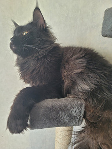Maine Coon (4 foto / 9)