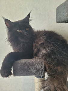 Maine Coon (3 foto / 9)