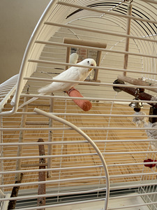 Papagoi (1 foto / 1)