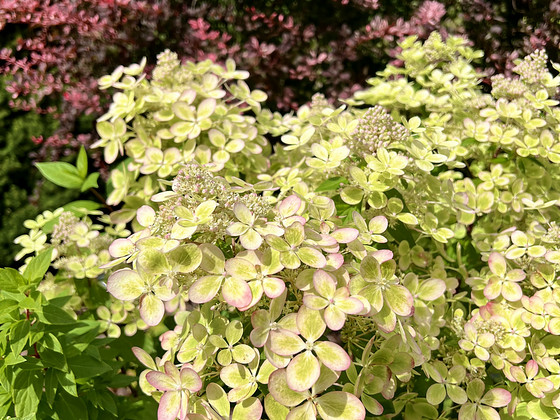 Aedhortensia Pastel Green