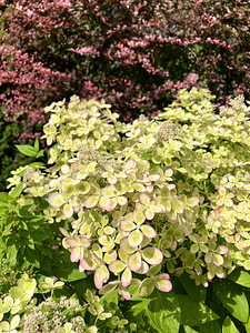 Гортензия садовая Pastel Green (1 фото из 5)