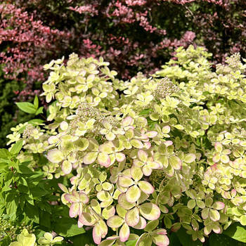 Гортензия садовая Pastel Green