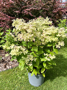 Гортензия садовая Pastel Green (2 фото из 5)