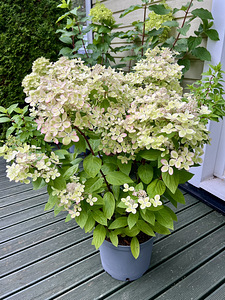 Гортензия садовая Pastel Green (3 фото из 5)