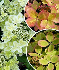 Гортензия садовая Pastel Green (4 фото из 5)