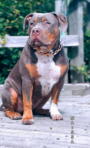 ШИКАРНАЯ ДЕВОЧКА AMERICAN BULLY XL (3 фото из 5)