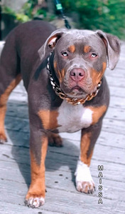ШИКАРНАЯ ДЕВОЧКА AMERICAN BULLY XL (2 фото из 5)