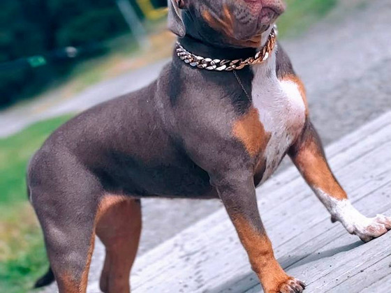 ШИКАРНАЯ ДЕВОЧКА AMERICAN BULLY XL