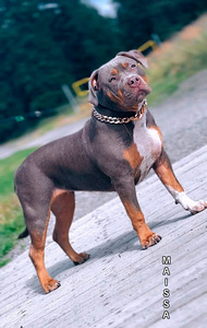 ШИКАРНАЯ ДЕВОЧКА AMERICAN BULLY XL (1 фото из 5)