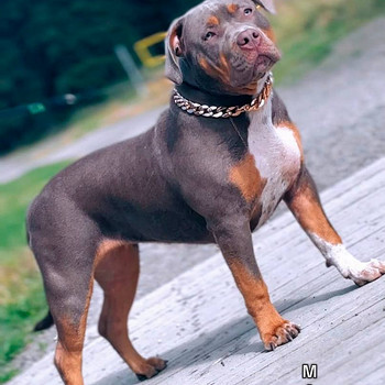 MÜÜA AMERICAN BULLY XL EMANE KUTSIKAS