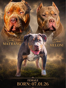 ШИКАРНАЯ ДЕВОЧКА AMERICAN BULLY XL (4 фото из 5)