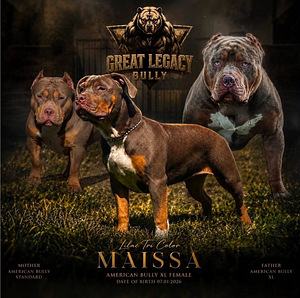 ШИКАРНАЯ ДЕВОЧКА AMERICAN BULLY XL (5 фото из 5)