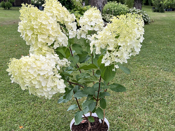 Aedhortensia Silver Dollar