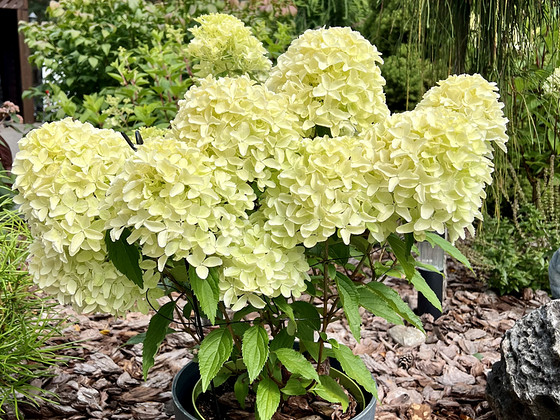 Aedhortensia Whitelight