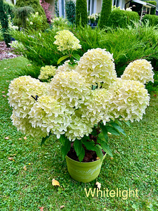 Гортензия садовая Whitelight (2 фото из 4)