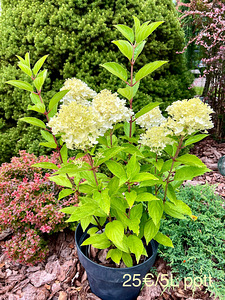 Гортензия садовая Whitelight (4 фото из 4)