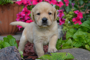Labradori retriiver (1 foto / 7)
