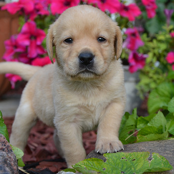 Labradori retriiver