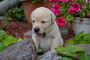 Labradori retriiver (6 foto / 7)
