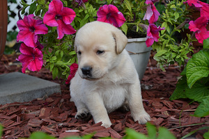 Labradori retriiver (2 foto / 7)