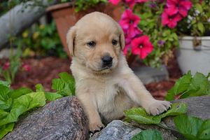 Labradori retriiver (3 foto / 7)