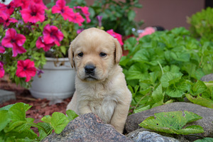 Labradori retriiver (5 foto / 7)