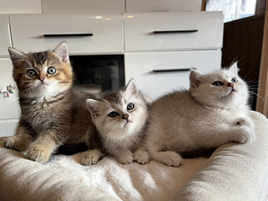 Шотландские котята (1 фото из 9)
