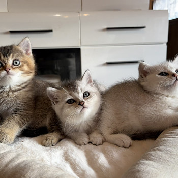 Шотландские котята