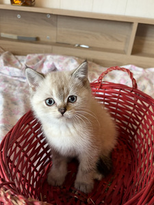 Шотландские котята (3 фото из 9)