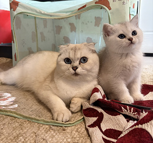 Шотландские котята (4 фото из 9)