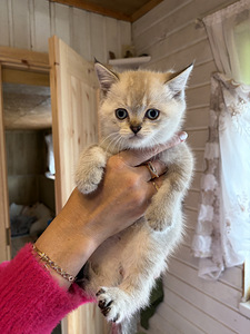 Шотландские котята (5 фото из 9)