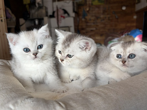 Шотландские котята (8 фото из 9)