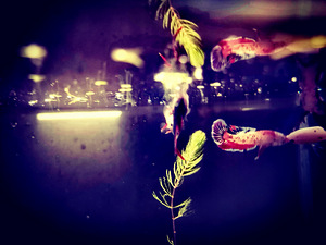 Betta plakat isased // Plakat Beta (2 foto / 8)