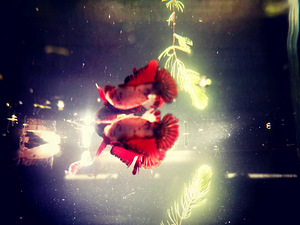 Betta plakat isased // Plakat Beta (3 foto / 8)
