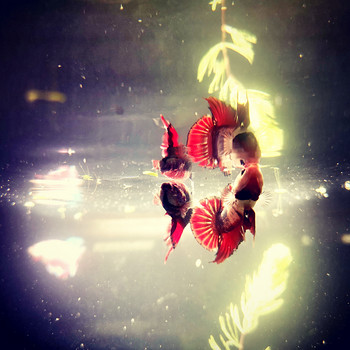Betta plakat isased // Plakat Beta