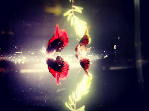 Betta plakat isased // Plakat Beta (4 foto / 8)