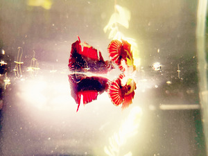 Betta plakat isased // Plakat Beta (5 foto / 8)