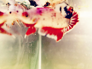 Betta plakat isased // Plakat Beta (7 foto / 8)