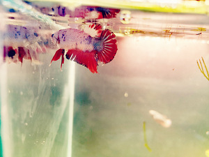 Betta plakat isased // Plakat Beta (8 foto / 8)